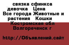 связка сфинкса. девочка › Цена ­ 500 - Все города Животные и растения » Кошки   . Костромская обл.,Волгореченск г.